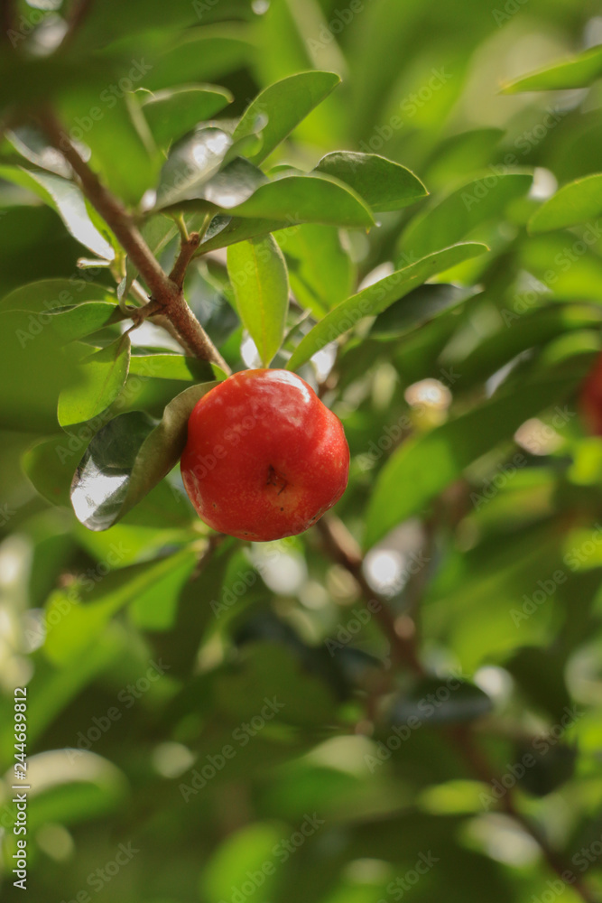 Obraz premium Cherry in garden
