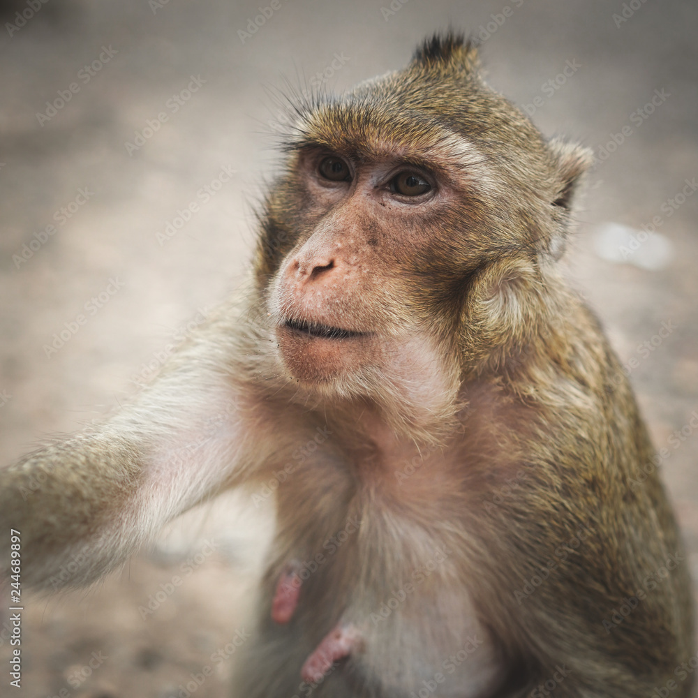 Obraz premium Funny cute monkey lives in a natural.