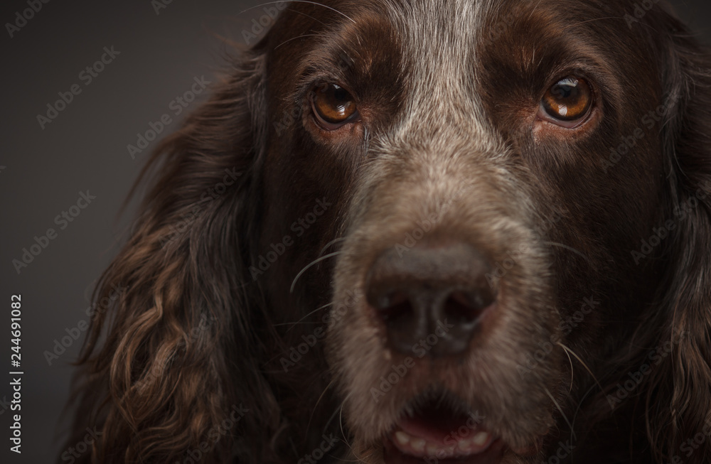 Brown spotted Russian cocker spaniel, blurred background Brown spotted Russian cocker spaniel, blurred background