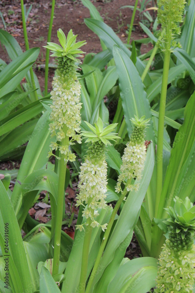 Obraz premium パイナップルリリー