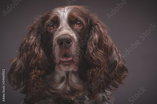 Brown spotted Russian cocker spaniel, blurred background