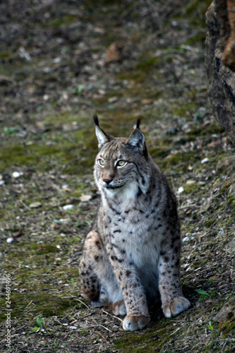 Iberian lynx close up © Gonzalo