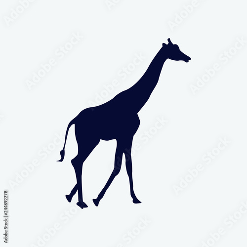 Vector silhouette of a giraffe on a white background.