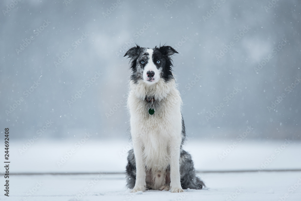 Border Collie dog in the winter park