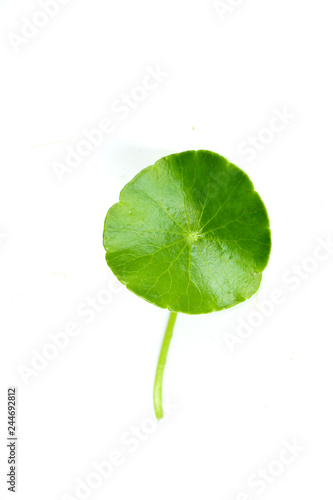 Gotu kola Close up