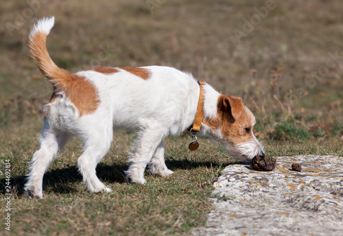Obraz na plátně Jack russell dog sniffing in the grass