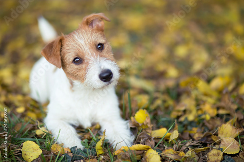 Pet training concept - cute happy jack russell dog puppy looking in the grass