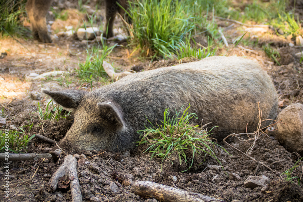 Bio Schweine auf Freilauf Bauernhof in Österreich Bio Schweine auf Freilauf Bauernhof in Österreich