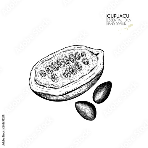 Hand drawn cupuacu nut branch. Engraved vector illustration. Medical, cosmetic plant. Moisturizing serum,essential oil, butter. Cosmetic, medicine, treating, aromatherapy package design skincare. photo