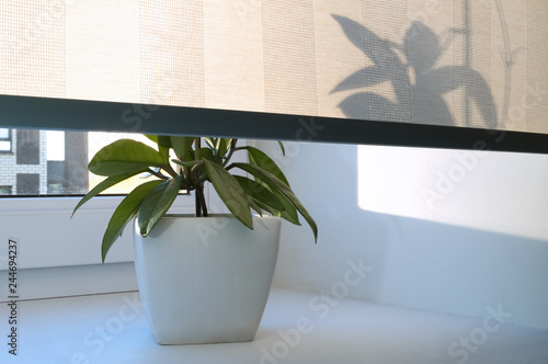 The roller blind covers the window and the green flower. A plant in a pot half closed with a translucent curtain on a white window sill. Front view.