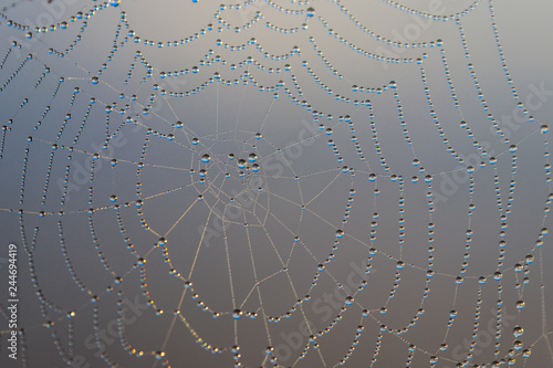 Spider web with dew drops. Cobweb close-up