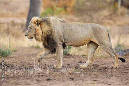 Big dominant male Lion walking in the rain - Kruger National Park - South Africa