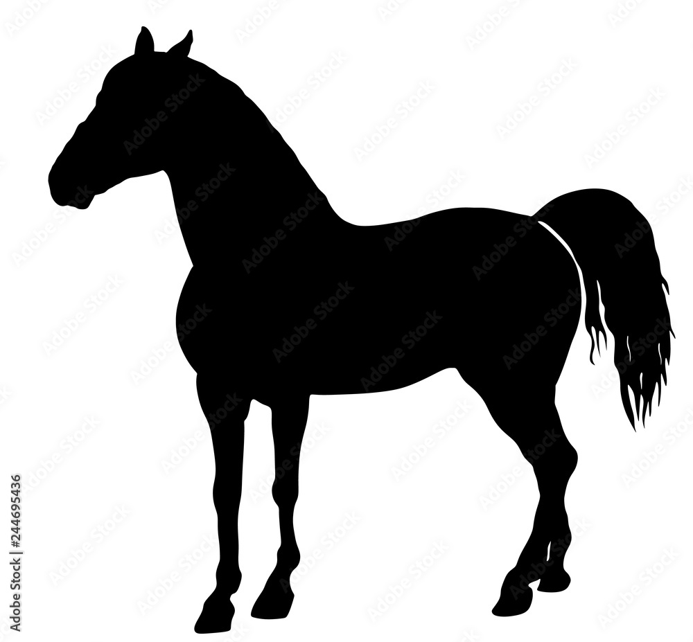 Elegant horse in gallop, vector silhouette illustration. Horse race, isolated on white background. Symbol of beautiful animal.