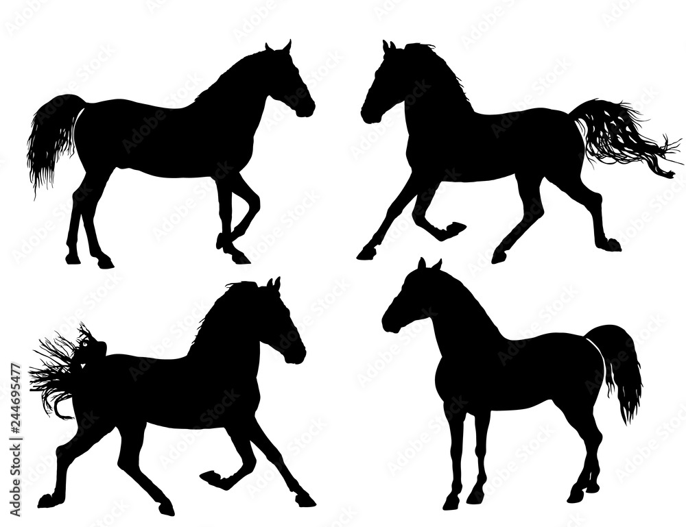 Elegant horse in gallop, vector silhouette illustration. Horse race, isolated on white background. Symbol of beautiful animal.