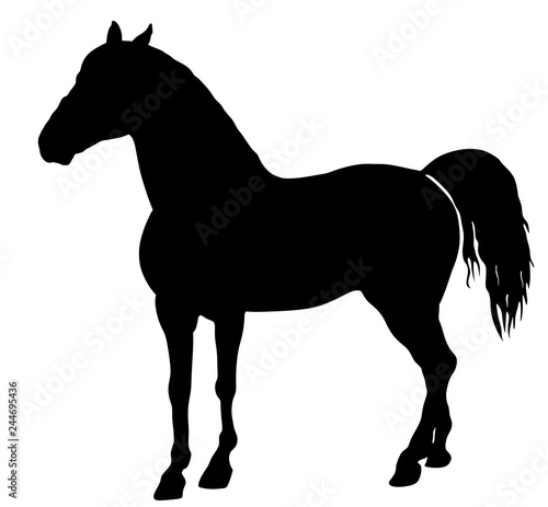 Elegant horse in gallop  vector silhouette illustration. Horse race  isolated on white background. Symbol of beautiful animal.