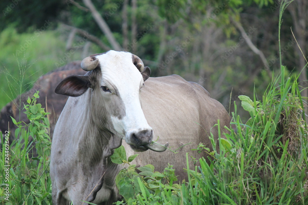 LENGUA DE VACA 