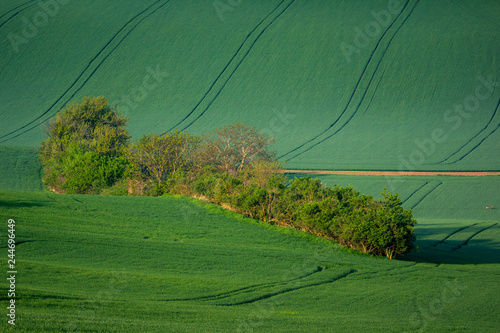 Moravian fields at spring near Svatoborice village, Hodonin, Czech Republic photo