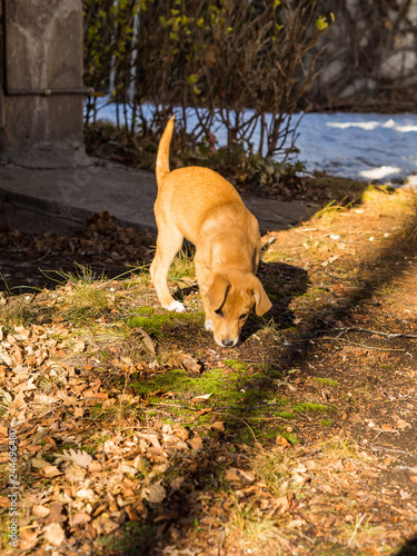 Golden cute puppy playing in winter garden