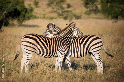 Two zebras  South Africa