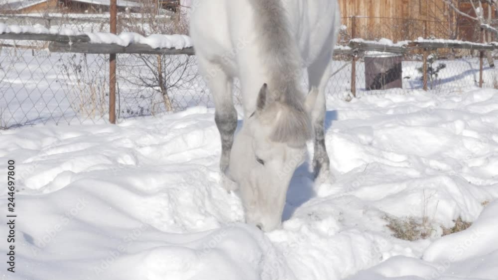 White horse gets food under the snow. Winter landscape in snow covered village. slow motion White horse gets food under the snow. Winter landscape in snow covered village. slow motion