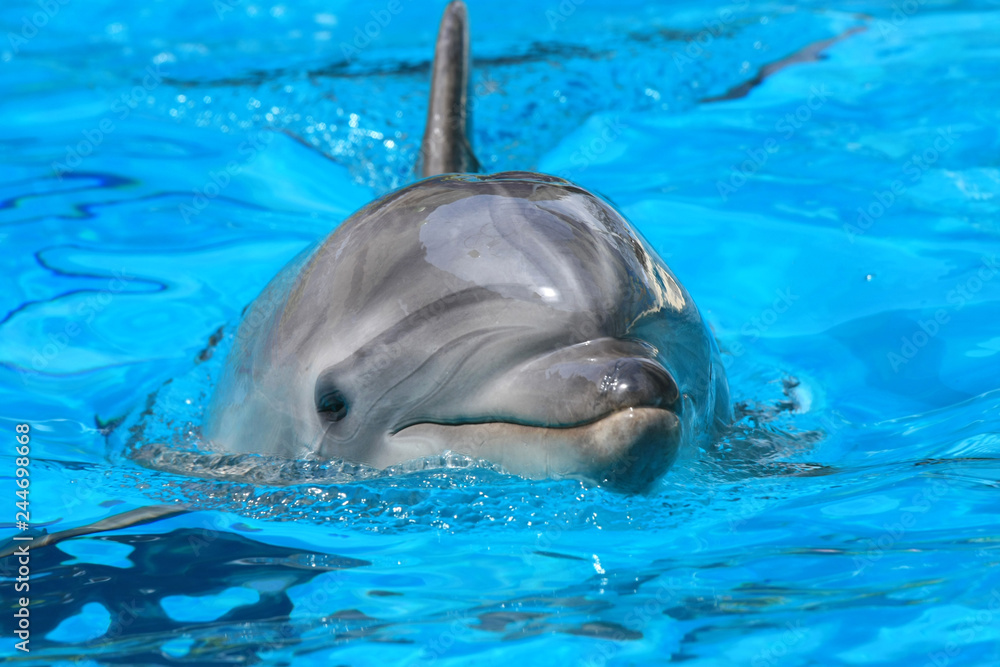 Fototapeta premium Close up dolphin in the water