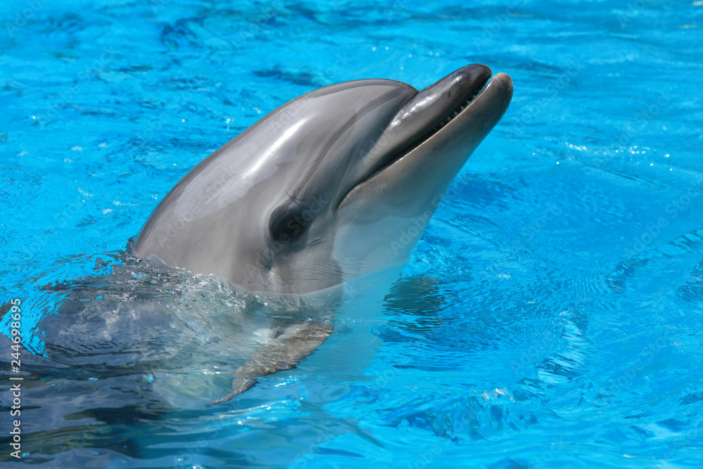 Naklejka premium Close up dolphin in the water