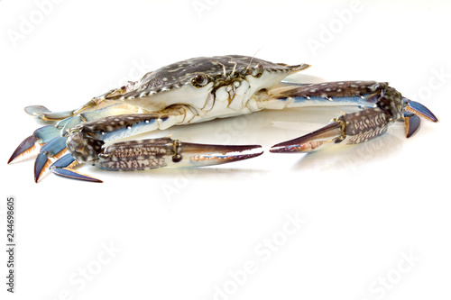 Flower crab, Blue crab, Blue swimmer crab (Portunus pelagicus) isolated on white background