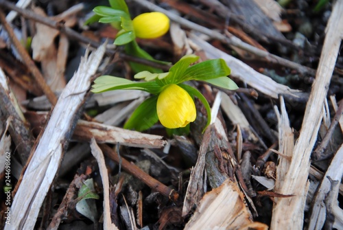 First flowers of winter aconite (Eranthis hyemalis), one of the earliest of all flowers to appear in winter