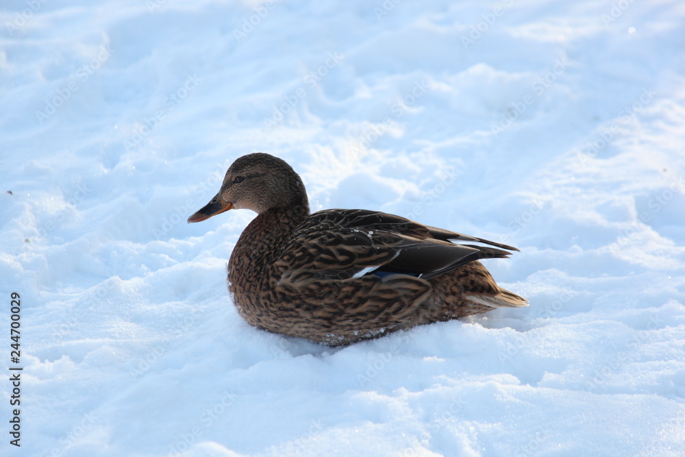 Duck in the snow Duck in the snow