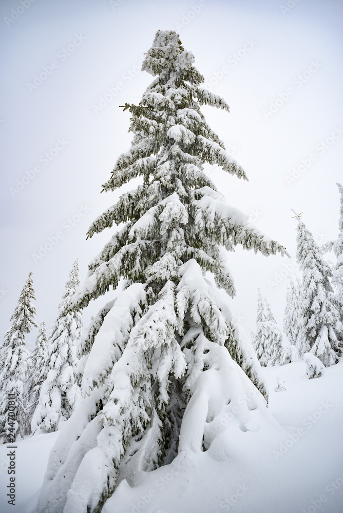 Winter landscape, coniferous trees snow covered in Karkonosze mountains in Poland