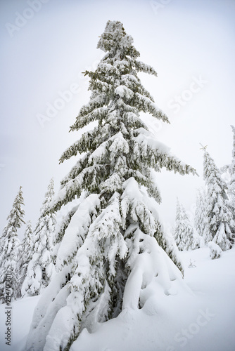 Winter landscape, coniferous trees snow covered in Karkonosze mountains in Poland © Kozioł Kamila
