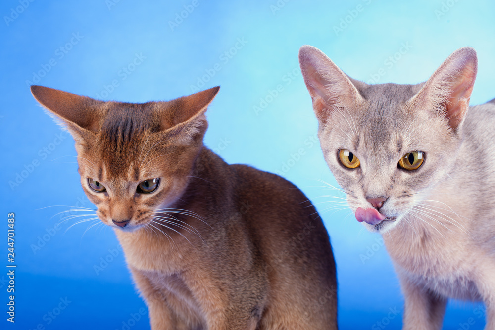 Two abyssinian cats on a blue background
