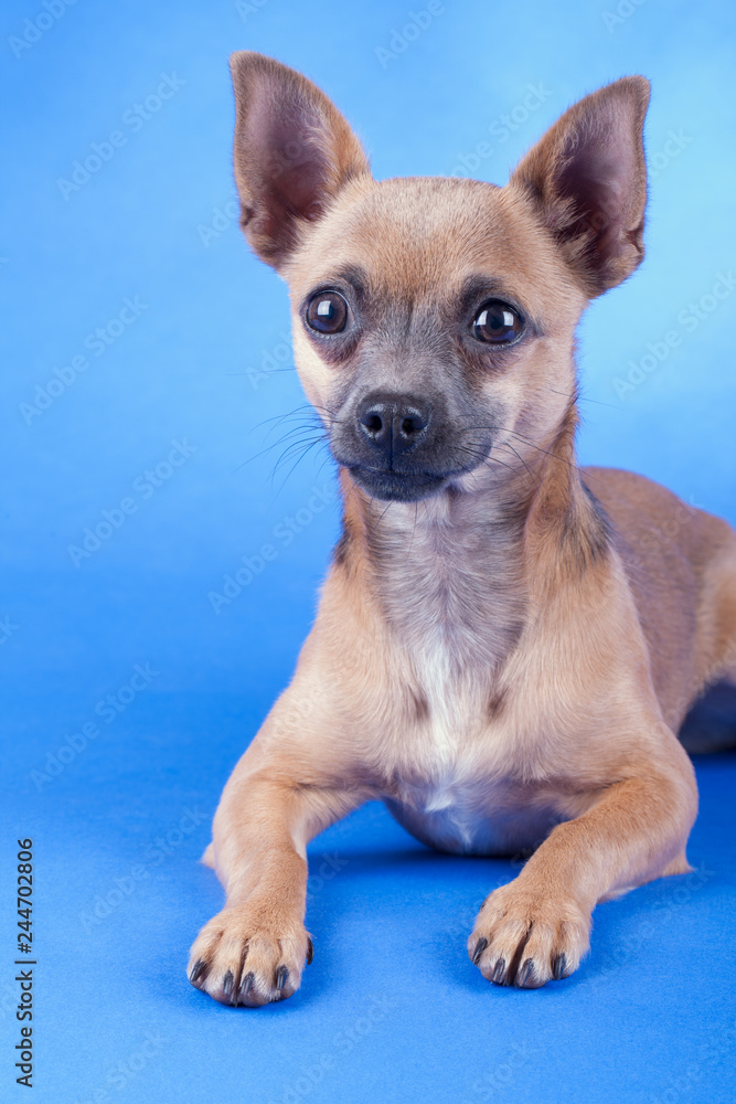 Studio shot of an brown Chihuahua dog