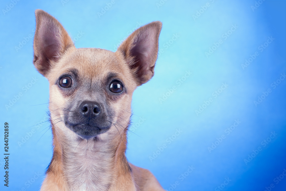 Studio shot of an brown Chihuahua dog