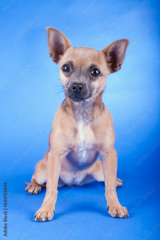 Studio shot of an brown Chihuahua dog Studio shot of an brown Chihuahua dog