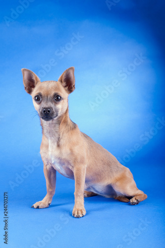 Studio shot of an brown Chihuahua dog © fotogeng