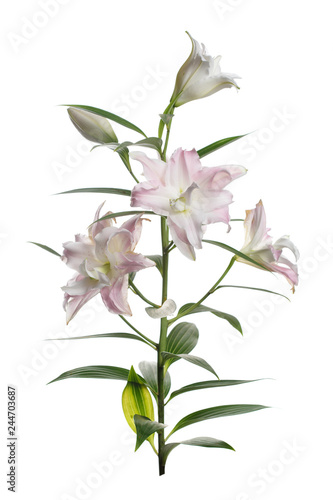 A branch of pink  terry lily isolated on  white background.