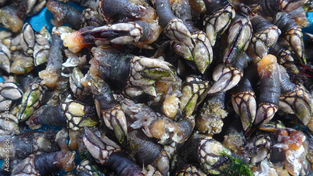 Barnacles, Crustaceans, Delicacy, Seafood, Close-up