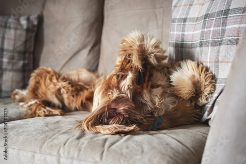 Cocker spaniel dog laying on a sofa © Life in Pixels
