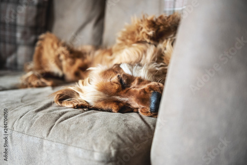 Cocker spaniel dog laying on a sofa