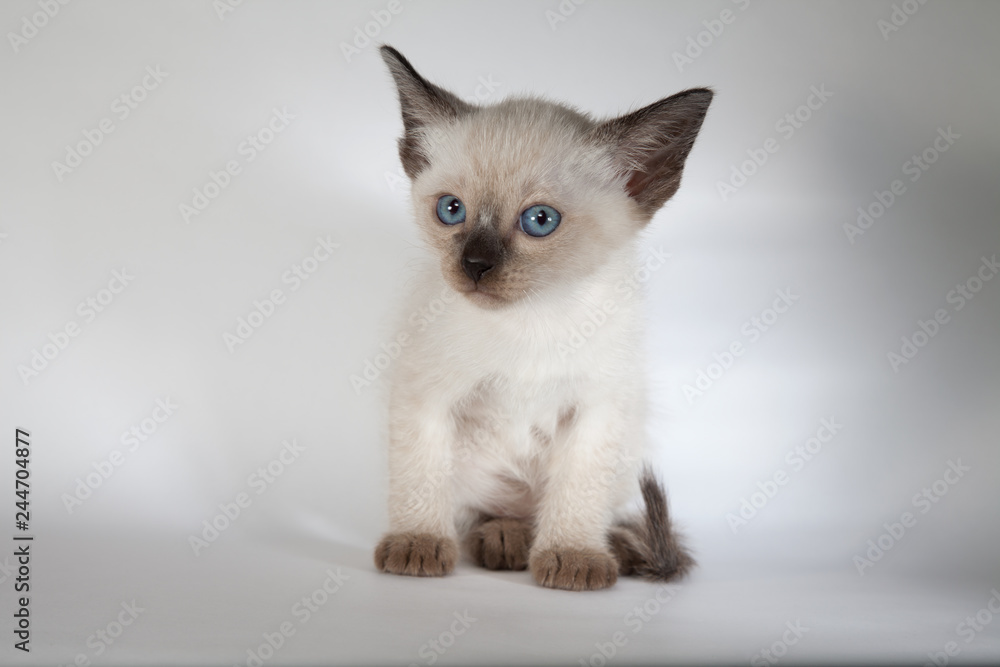 An siamese cat on a white background