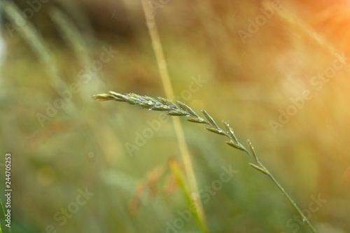Close up of fresh thick grass with water drops in the early morning