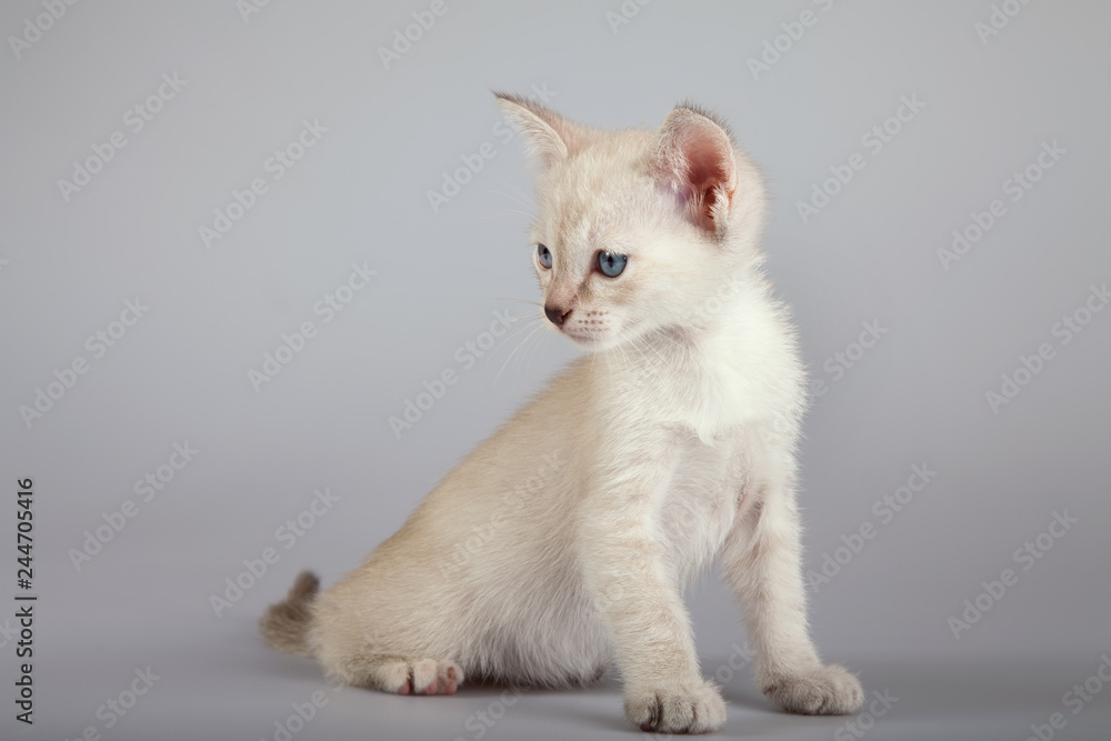 An siamese cat on a white background An siamese cat on a white background