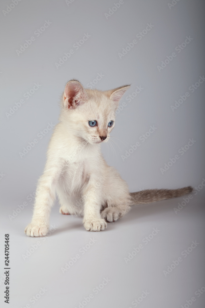 An siamese cat on a white background
