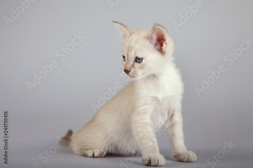 An siamese cat on a white background © fotogeng