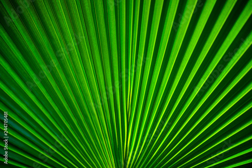 Texture background of backlit fresh green palm leaf in botanical tropical garden. Herbs creating lines  stripes and patterns. 