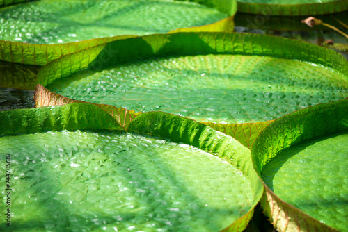 Leafs of Santa Cruz water lilly (Victoria cruziana) in water in tropical botanical garden. Beautiful sunlight over green herbs and plants. 