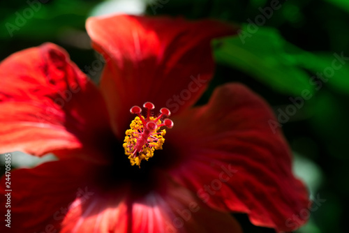 Beautiful red hibiscus flower with yellow pollen in the middle of blossom on green background in tropical botanical garden. Hibiscus plants are used to produce tea and liquid extracts   © lainen
