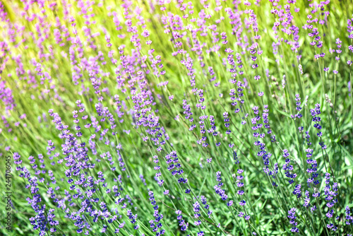 Blossoming lavender field, meadow at sunrise, springs blossoms for bees collecting nectar and pollinating new flowers. Beautiful summer morning or evening purple background. 