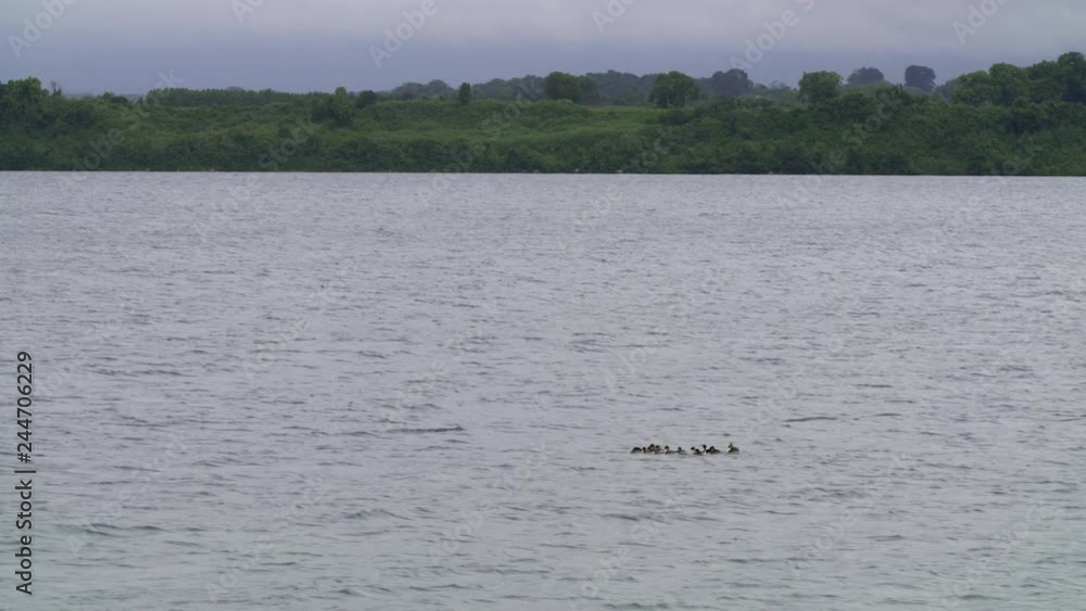 flock of wild ducks floating and swimming in Llanquihue Lake flock of wild ducks floating and swimming in Llanquihue Lake
